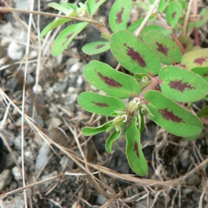 Photographie n°21788 du taxon Euphorbia maculata L.