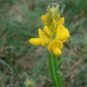 Photographie n°21791 du taxon Genista sagittalis L.