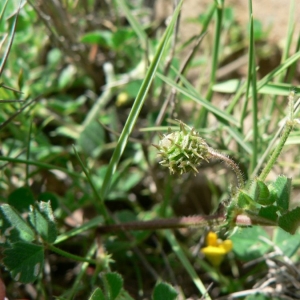 Photographie n°21792 du taxon Medicago truncatula Gaertn. [1791]