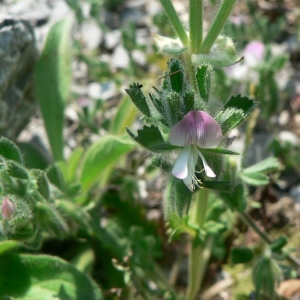 Ononis reclinata L. (Bugrane à fleurs pendantes)