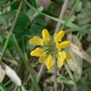 Bonaveria securidaca (L.) Halácsy (Sécurigère en forme de hachette)