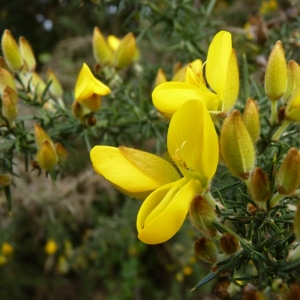 Photographie n°21800 du taxon Ulex europaeus L. [1753]