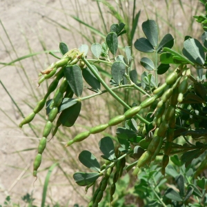 Photographie n°21802 du taxon Coronilla valentina subsp. glauca (L.) Batt. [1889]