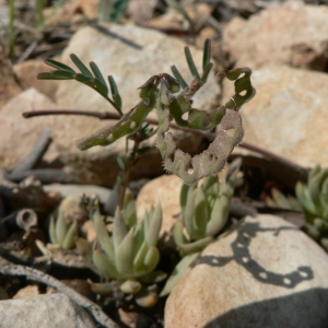 Photographie n°21803 du taxon Hippocrepis ciliata Willd. [1808]