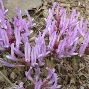 Photographie n°21804 du taxon Astragalus monspessulanus L.