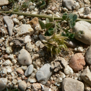 Photographie n°21806 du taxon Medicago littoralis Rohde ex Loisel. [1810]