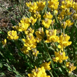 Photographie n°21813 du taxon Genista sagittalis L.