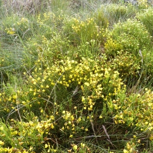 Photographie n°21814 du taxon Cytisus oromediterraneus Rivas Mart., T.E.Díaz, Fern.Prieto, Loidi & Penas [1984]