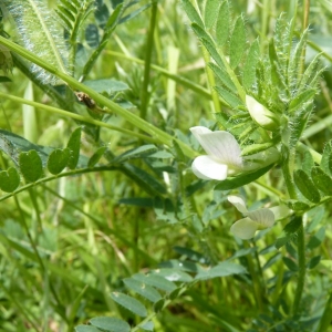 Photographie n°21824 du taxon Vicia lutea L. [1753]