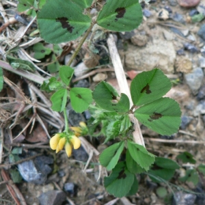 Photographie n°21827 du taxon Medicago arabica (L.) Huds.