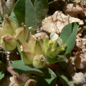 Photographie n°21830 du taxon Tripodion tetraphyllum (L.) Fourr. [1868]