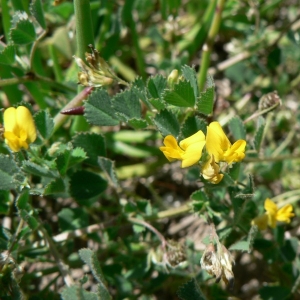 Photographie n°21833 du taxon Medicago littoralis Rohde ex Loisel. [1810]