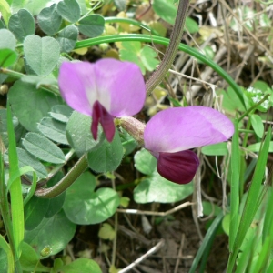 Photographie n°21834 du taxon Vicia sativa subsp. sativa