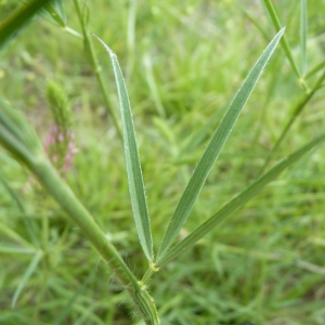 Photographie n°21835 du taxon Trifolium angustifolium L.