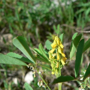 Melilotus sulcatus Desf. (Mélilot à fruits sillonés)