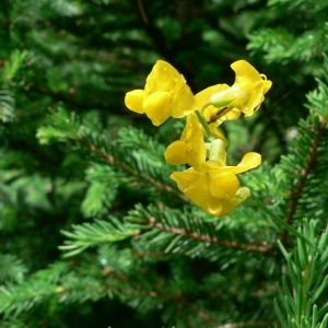 Photographie n°21841 du taxon Lathyrus pratensis L. [1753]