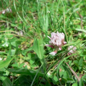 Trifolium thalii Vill. (Trèfle de Thal)