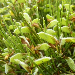 Photographie n°21845 du taxon Cytisus oromediterraneus Rivas Mart., T.E.Díaz, Fern.Prieto, Loidi & Penas [1984]