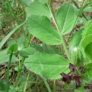 Photographie n°21846 du taxon Vicia narbonensis subsp. serratifolia (Jacq.) Ces. [1844]