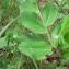  Mathieu MENAND - Vicia narbonensis subsp. serratifolia (Jacq.) Ces. [1844]