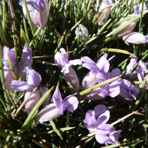 Erinacea pungens Boiss. (Cytise hérisson)