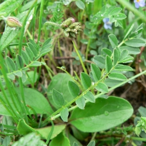 Photographie n°21856 du taxon Astragalus alpinus L. [1753]