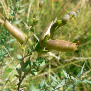 Photographie n°21857 du taxon Genista anglica L. [1753]