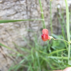 Photographie n°21860 du taxon Lathyrus setifolius L. [1753]