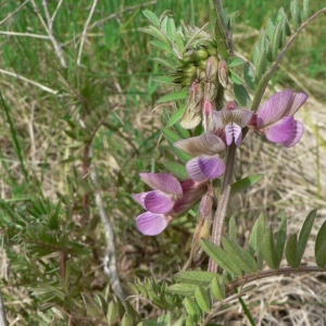 Photographie n°21861 du taxon Vicia pannonica subsp. striata (M.Bieb.) Nyman [1878]