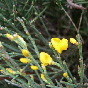 Photographie n°21863 du taxon Cytisus oromediterraneus Rivas Mart., T.E.Díaz, Fern.Prieto, Loidi & Penas [1984]