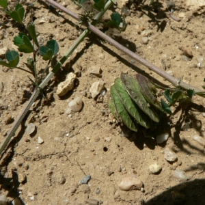 Photographie n°21866 du taxon Medicago orbicularis (L.) Bartal.