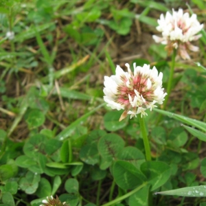 Photographie n°21869 du taxon Trifolium repens L.