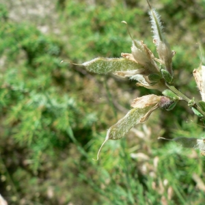 Photographie n°21872 du taxon Genista cinerea (Vill.) DC. [1805]