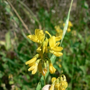 Trigonella elatior Sm. (Trigonelle à petites cornes)