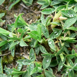Photographie n°21881 du taxon Trifolium alpinum L. [1753]