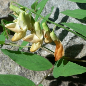 Photographie n°21882 du taxon Lathyrus occidentalis subsp. hispanicus (Rouy) Laínz & Loriente [1982]