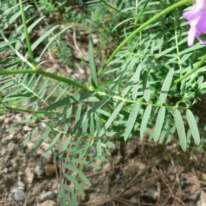 Photographie n°21885 du taxon Vicia cracca subsp. cracca