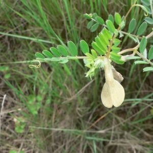 Photographie n°21886 du taxon Vicia hybrida L.