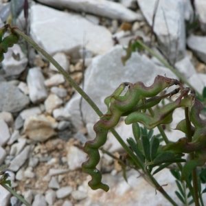 Photographie n°21888 du taxon Hippocrepis comosa L.