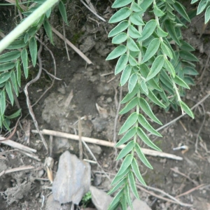 Photographie n°21890 du taxon Oxytropis campestris (L.) DC. [1802]