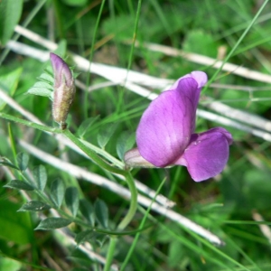 Photographie n°21891 du taxon Vicia pyrenaica Pourr. [1788]