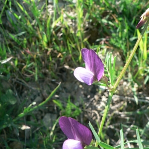 Photographie n°21903 du taxon Vicia peregrina L.