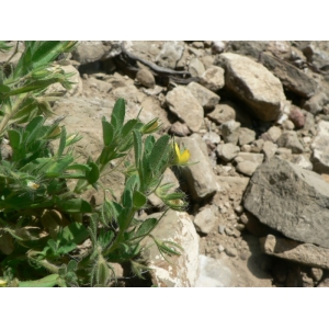 Ononis longiaristata C.Presl (Bugrane à fleurs courtes)