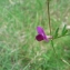  Mathieu MENAND - Vicia sativa subsp. segetalis (Thuill.) Celak. [1875]