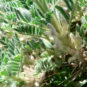 Photographie n°21912 du taxon Astragalus sempervirens Lam. [1783]