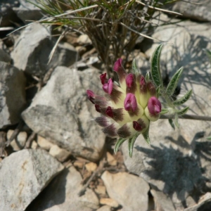 Photographie n°21914 du taxon Anthyllis vulneraria subsp. praepropera (A.Kern.) Bornm. [1925]