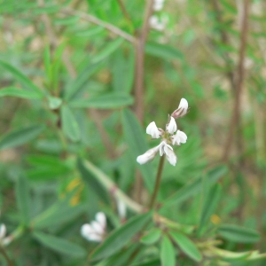 Photographie n°21918 du taxon Vicia hirsuta (L.) Gray [1821]