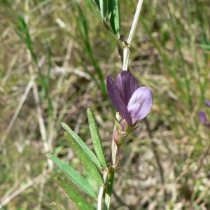 Vicia peregrina var. latifolia Rouy (Vesce à gousses larges)