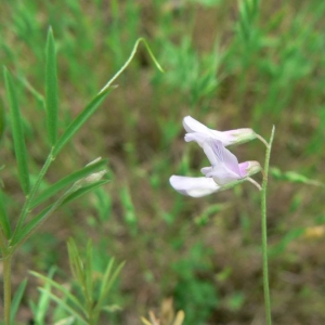 Ervum aristatum Raf. (Vesce à fleurs lâches)