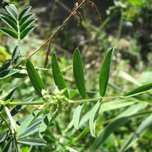 Photographie n°21921 du taxon Galega officinalis L.